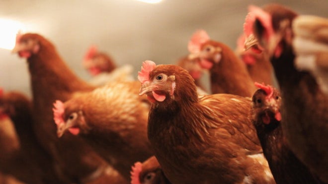 Chickens.jpg
