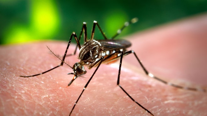 Dengue_Fever_ap.jpg