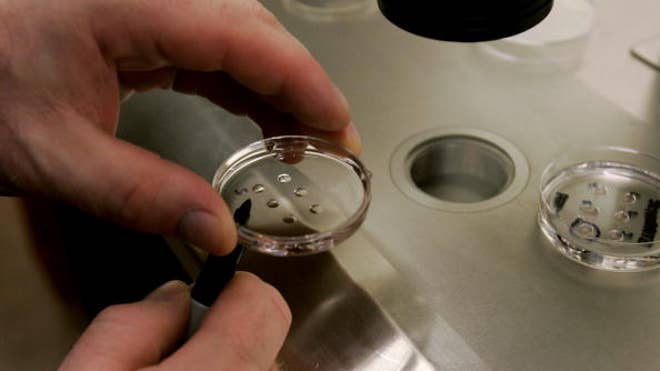 Embryos.jpg
