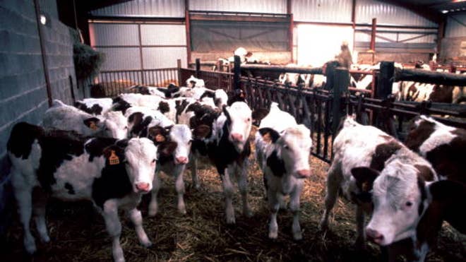 Mad_Cow_Brazil.jpg