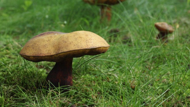 Mushrooms.jpg