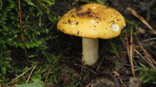 WildMushrooms.jpg