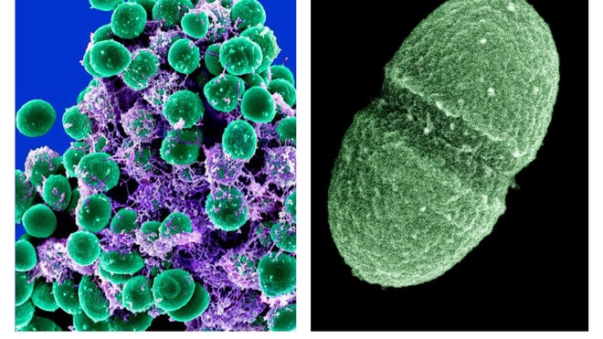 bacterias.jpg