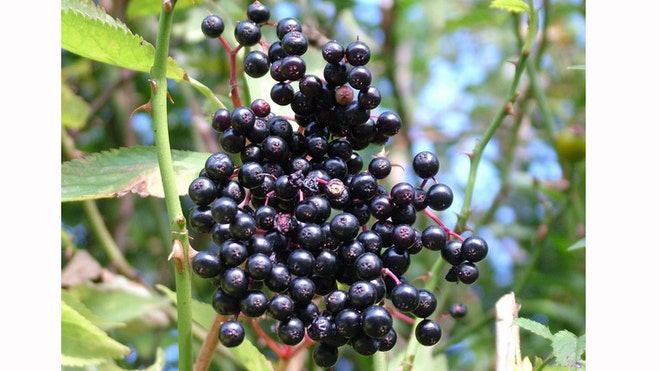 elderberry