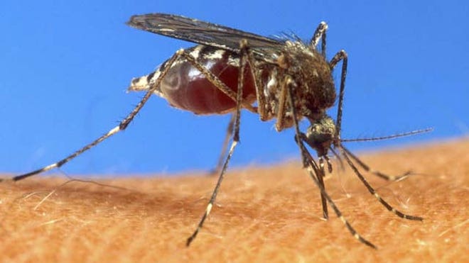 mosquitodengue