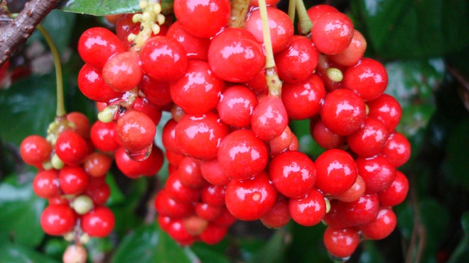 schisandra