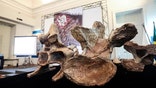 Scientists announce discovery of 82 foot-dinosaur, the largest ever found in Brazil