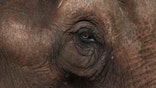 Latin America's first elephant refuge opens in Brazil