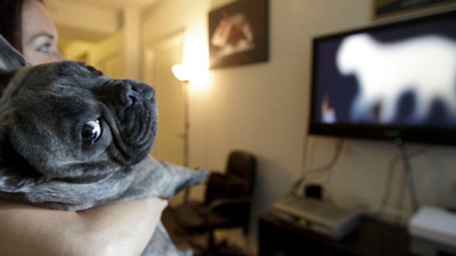 DogTV.jpg
