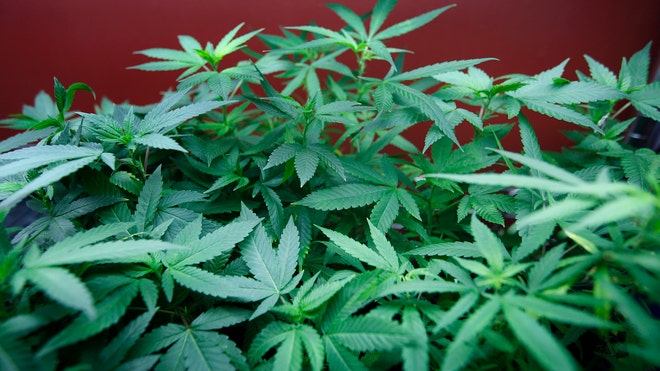 Marijuana_art.jpg