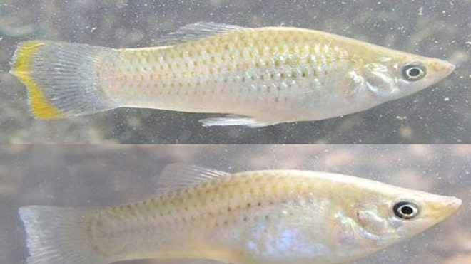 Molly_Fish1.jpg
