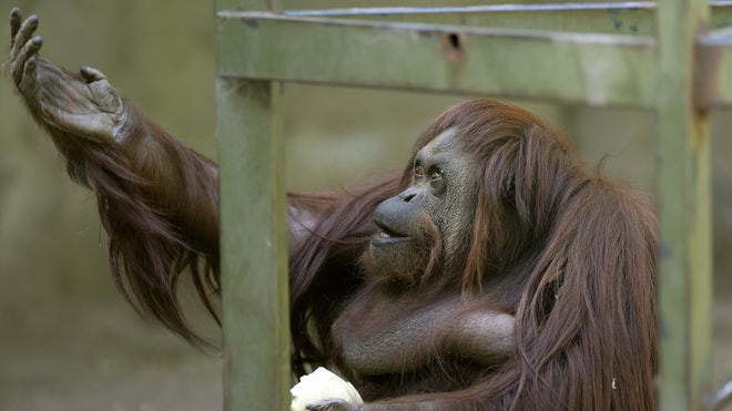 Orangutan%20Argentina.jpg