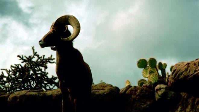 bighorn