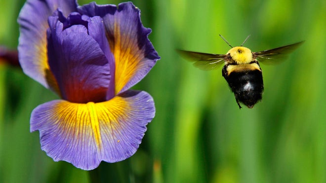 bumble bee flies toward a flowe.jpg