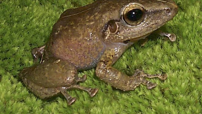 coqui2.jpg