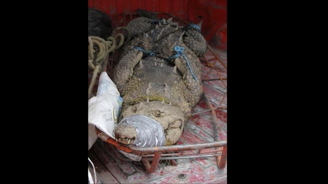 crocodile-1.jpg