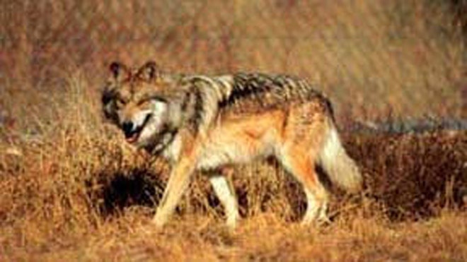 graywolf2
