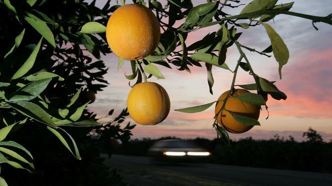 oranges.jpg