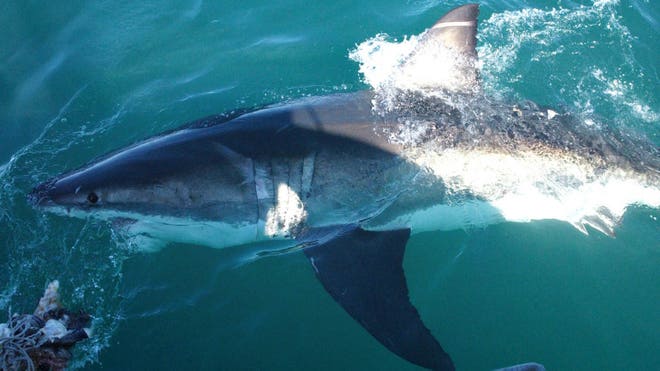 shark.jpg
