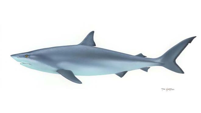 shark US Fish and Wildlife Service FNL