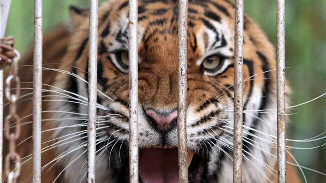 tiger in cage
