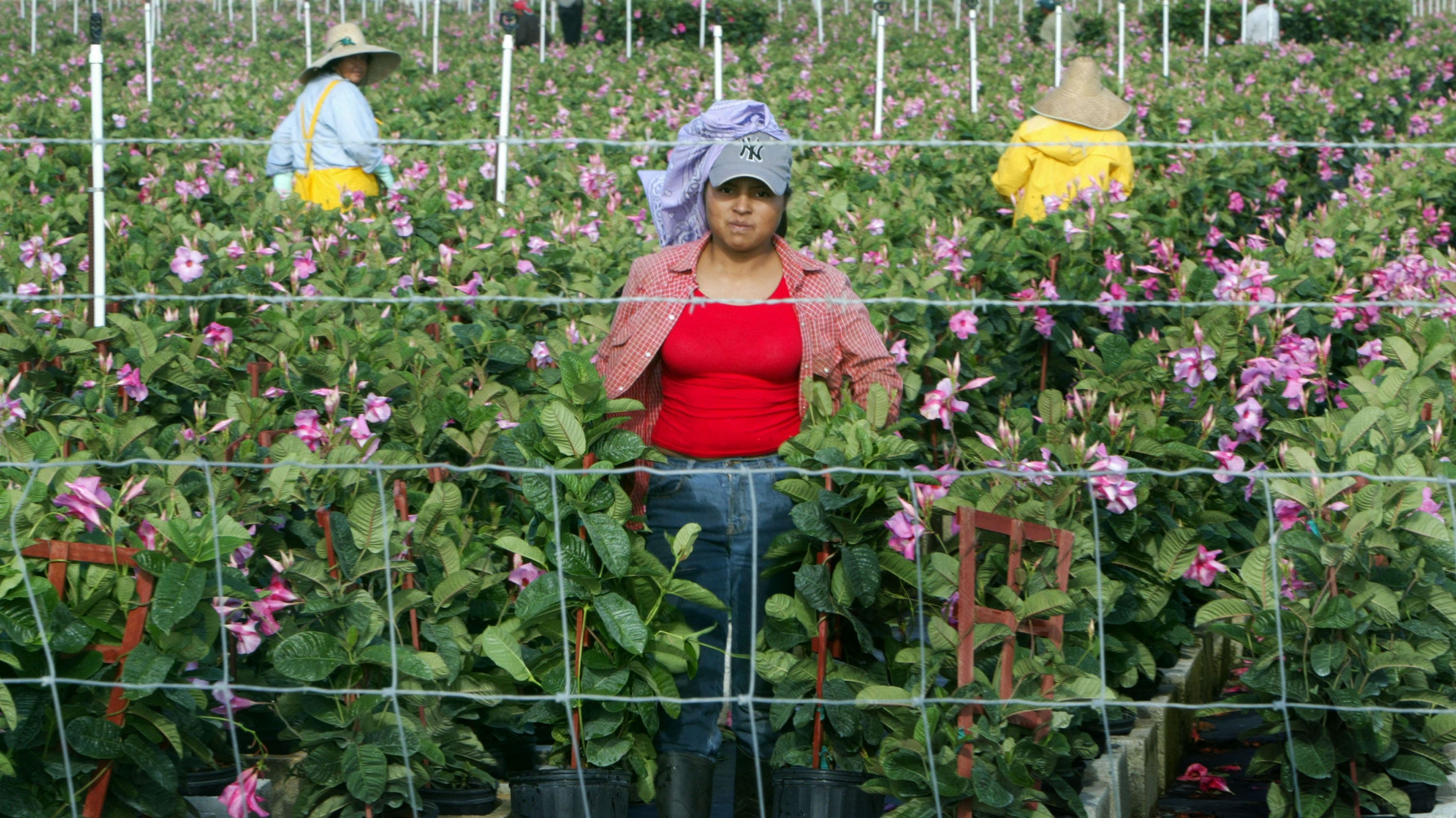 homestead hispanic singles Permaculture singles 15 year old homestead needs repopulated 15 replies 4 3 petite 40-year-old hispanic female looking for tall white male (35-45. homestead hispanic singles Permaculture singles 15 year old homestead needs repopulated 15 replies 4 3 petite 40-year-old hispanic female looking for tall white male (35-45.