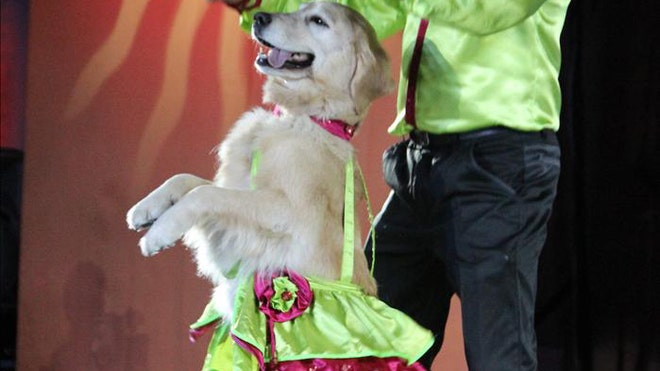 Carrie-dog_art.jpg