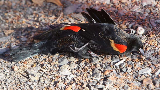 DeadBirds