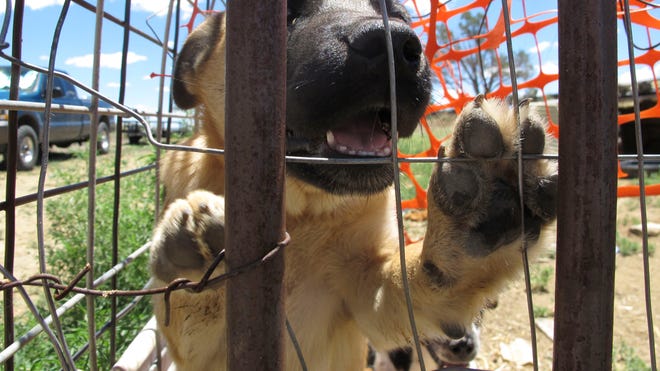 Reservation_Dogs.jpg