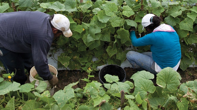 farmworkers.jpg