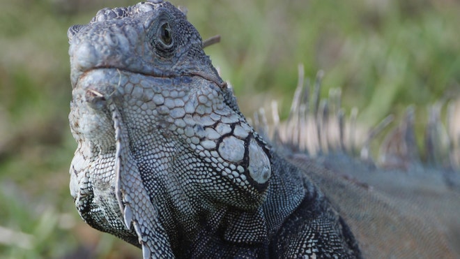 iguana_art.jpg