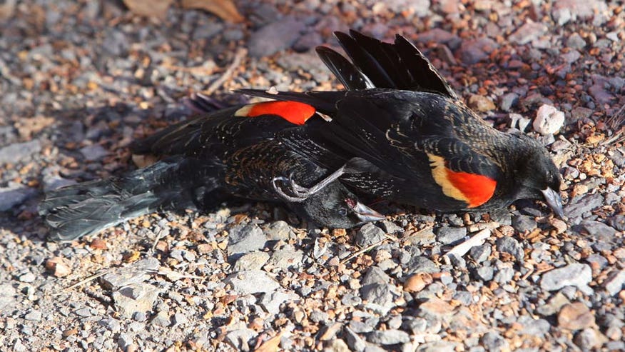 DeadBirds