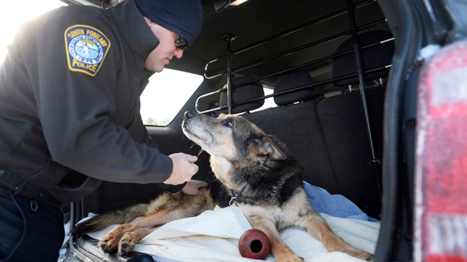 Beloved K9 gets police escort to be euthanized at Maine clinic - Fox News