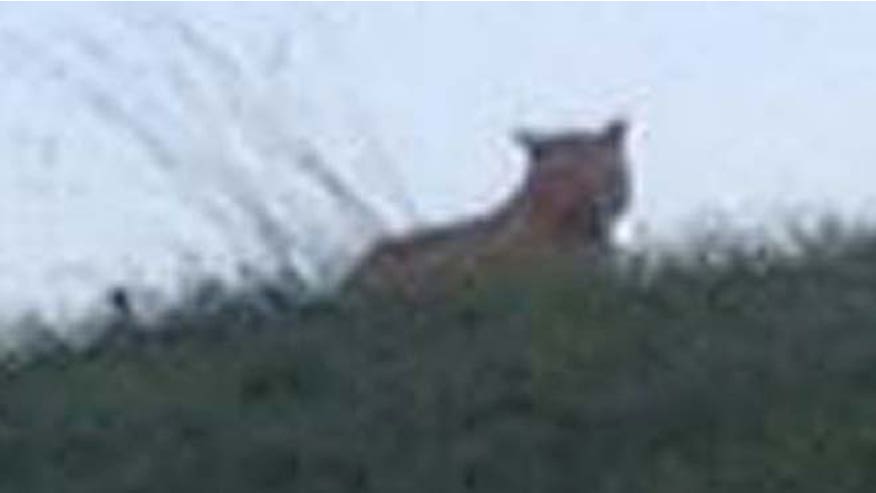 FranceTiger.jpg