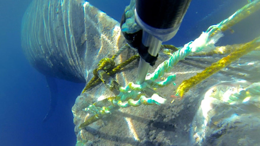 Crews Free Humpback Whale Tangled In Fishing Line Off Hawaii | Fox News