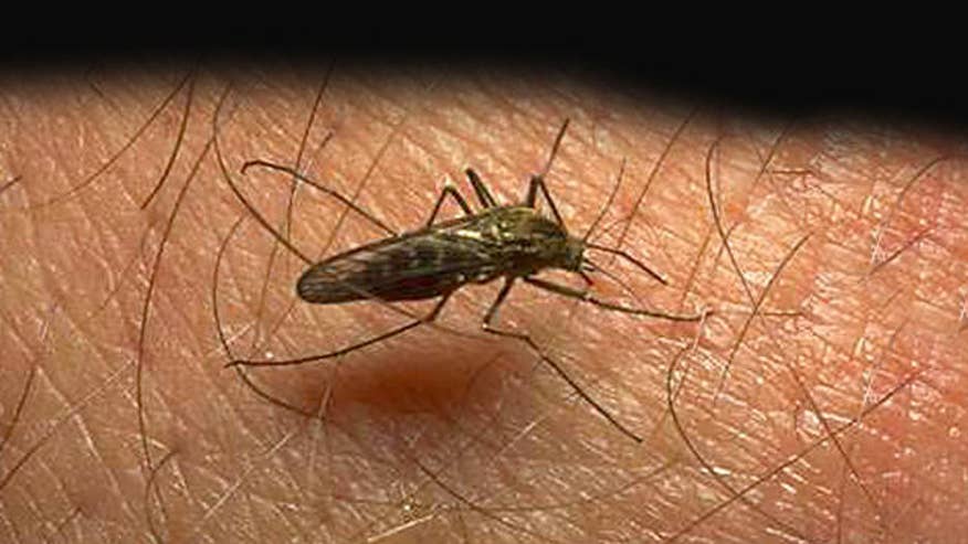 Malaria