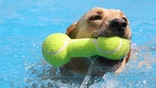 Believe it or not, you can learn a thing or two from your four-legged best friend