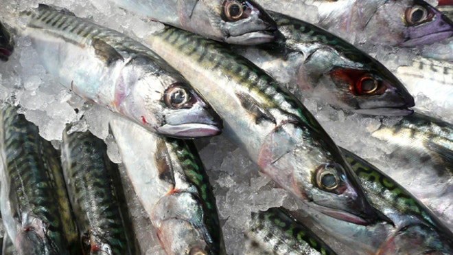 Herring