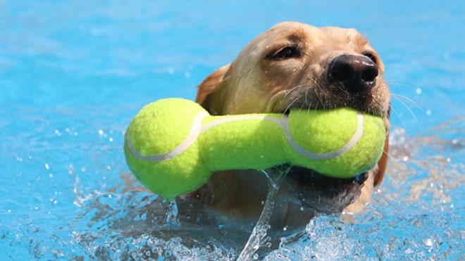 6. Block That Sun_Dog swimming in pool