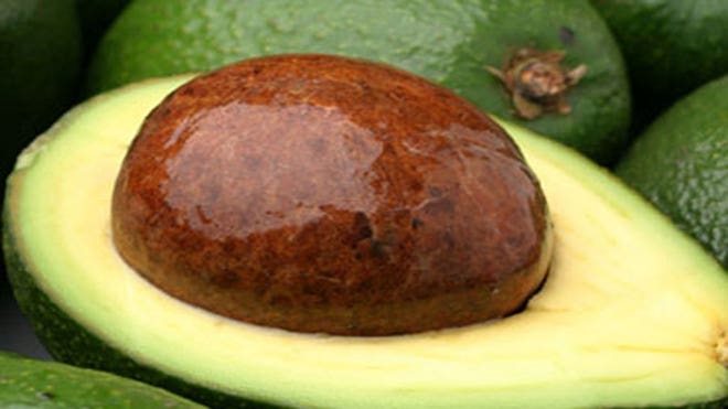 Avocado