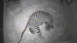 >A tiger cub has been born at London Zoo for the first time in 17 years, with the moment captured by hidden cameras, the zoo announced Wednesday.