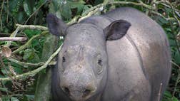 >Hidden cameras have captured images of the critically endangered Sumatran rhino on the Indonesian part of Borneo island, where it was thought to have long ago died out, the WWF said Wednesday.