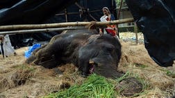 An overworked and overweight Indian elephant called Bijlee is fighting for her life in Mumbai after collapsing in the street, sparking anguish among animal activists and Bollywood stars.