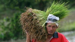 Thailand said Wednesday that it would slash the price paid to rice farmers under a controversial scheme that caused the kingdom to lose its place as the world's top exporter of the commodity last year.