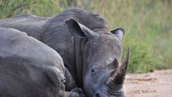 >South African national park officials claimed a significant victory in the battle against rhino poaching Thursday, saying they have arrested a man described as a 