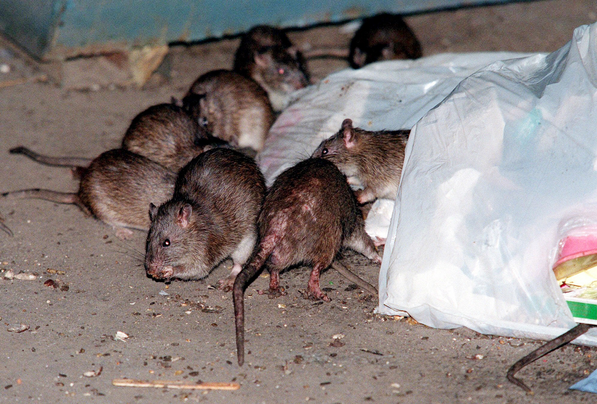 Rat tales abound in NYC after Sandy, but some experts skeptical about