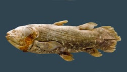  Scientists have decoded the DNA of a celebrated living fossil fish, giving them new insights into how today's mammals, amphibians, reptiles and birds evolved from a fish ancestor.