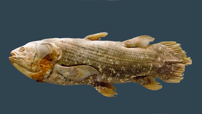 The "living fossil'' fish, the African coelacanth (Latimeria chalumnae)