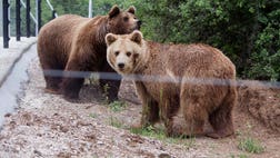  Two brown bears have been released into a special sanctuary after being held in a -square-meter cage almost their entire lives to amuse visitors at a Kosovo restaurant.