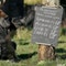 From ants to gorillas: London